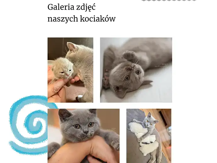 layout strony internetowej - 7 wcieleń kota - sekcja galeria zdjęć