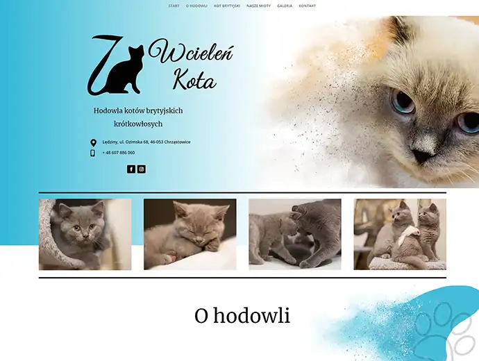 layout strony internetowej - 7 wcieleń kota - sekcja header