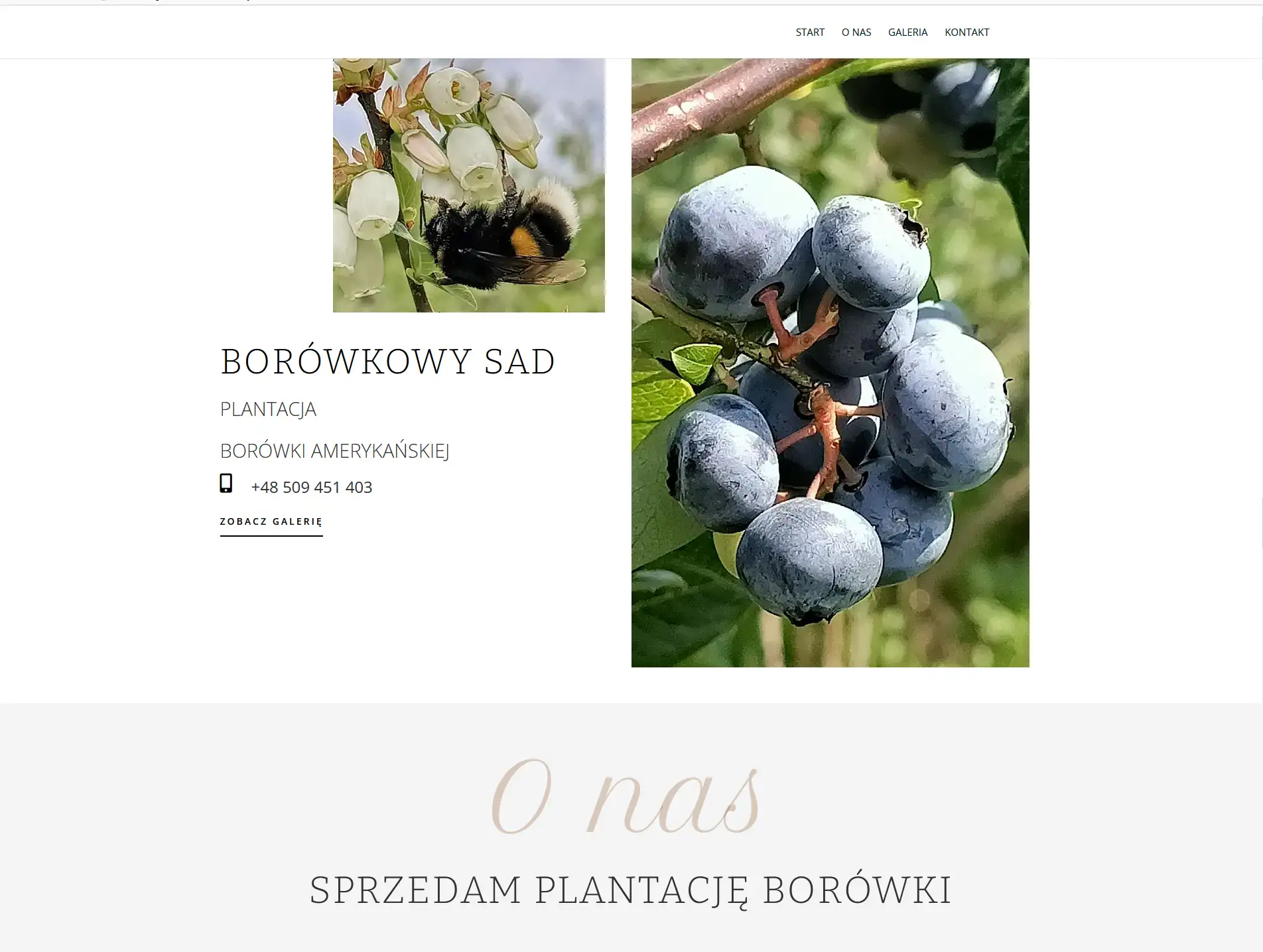 layout www borowkowysad.pl - sekcja nagłówek